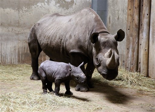 Muere rinoceronte amenazado en zoológico
