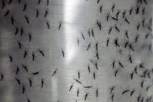 El mosquito Aedes aegypti es el transmisor del virus mediante la picadura. Foto: AP