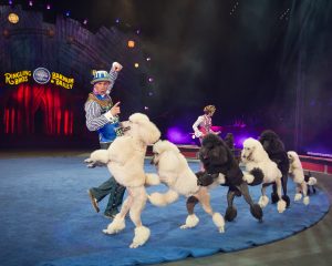 Disfruta los trucos realizados por las mascotas que forman parte del espectáculo. Foto: Cortesía