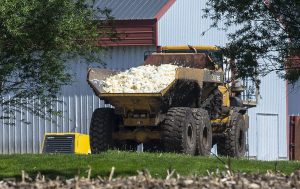 Pollos sacrificados por gripe aviar son transportados  para ser sepultados en un terreno de una granja de Rose Acre Farms, a las afueras de Winterset, Iowa. Foto: AP