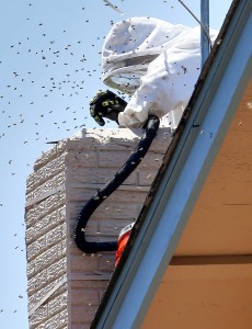 El experto en remoción de abejas Jeff Stacey saca una colmena de una chimenea el viernes, 12 de junio en Phoenix. Foto: AP