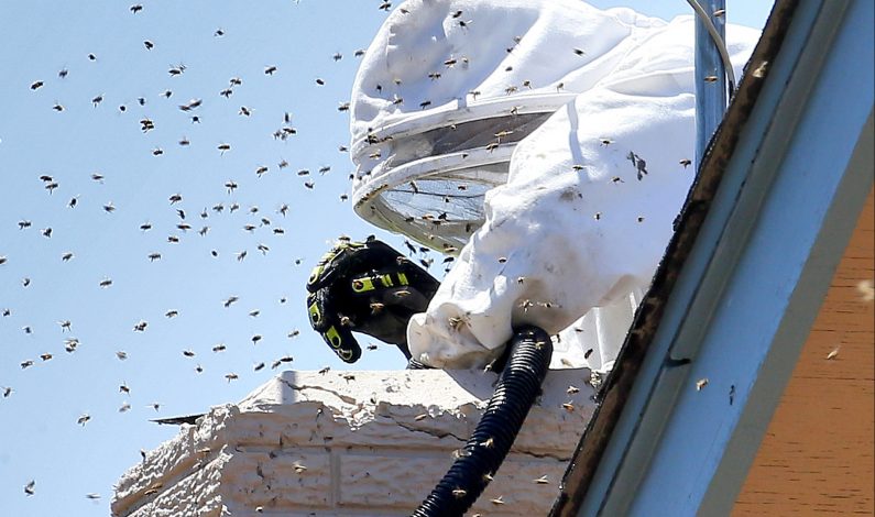 Amenaza de abejas en Arizona es inusualmente elevada