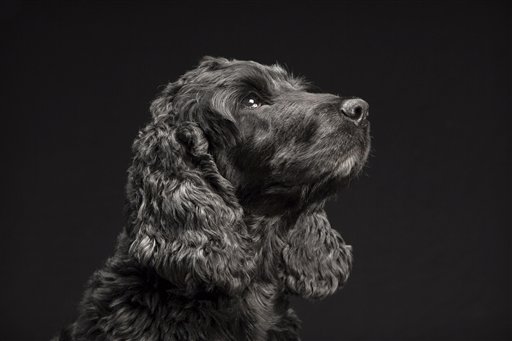 Fotógrafo de mascotas defiende a los perros negros