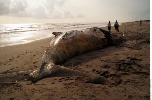 De acuerdo con el reporte, el animal mide 11 metros de largo, 2 metros de ancho y tiene un peso aproximado de 12 toneladas. Foto: Agencia Reforma
