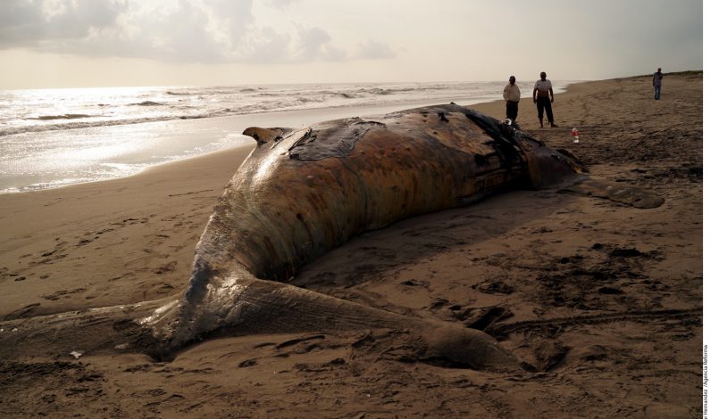 Localizan ballena muerta en Chiapas