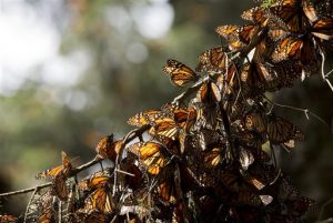 La tala ilegal ha aumentado a casi el triple en los bosques de hibernación de la mariposa en el centro de México. Foto: AP