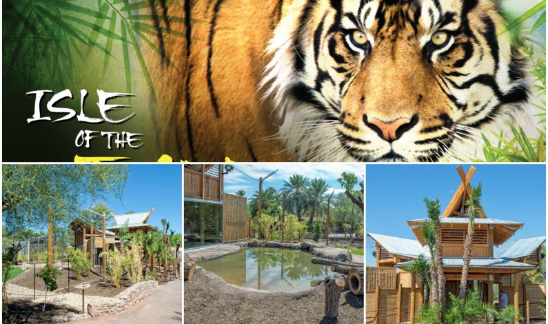 Tigres de Sumatra del Phoenix Zoo estrenan nuevo hogar