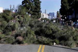 Un gran árbol yace a través de una calle después de ser derribado por los fuertes vientos cerca del centro de Los Ángeles. Foto: AP