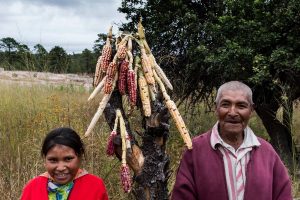 Sunú, una historia de Teresa Camou, que habla de la amenaza que representa para México el cultivo de maíz transgénico. Foto: Cortesía Ambulante
