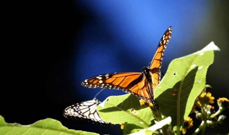 Aumenta población de mariposa monarca