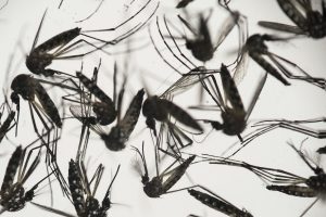 El brote del virus del zika se ha convertido en una emergencia sanitaria mundial. Foto: AP