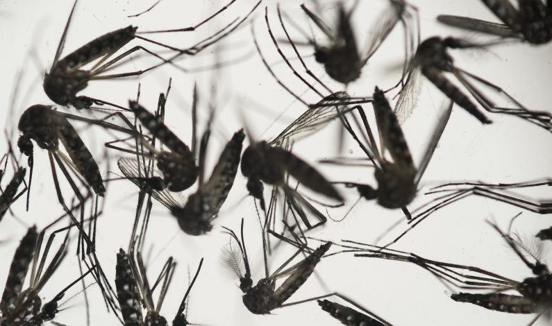 La OMS declara el zika una emergencia internacional