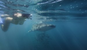 El tiburón ballena puede llegar a medir hasta 17 metros y pesar hasta 30 toneladas. Foto Cortesía de la Secretaría de Turismo de Baja California Sur