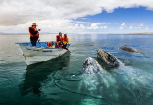La convivencia con las ballenas es una experiencia inolvidable. Foto Cortesía de la Secretaría  de Turismo de Baja California Sur.