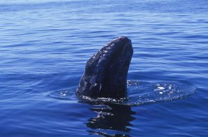 Los lugares  de avistamiento  de la ballena gris en Baja California Sur son-  Las lagunas Ojo de Liebre en Guerrero Negro y San Ignacio.   Foto Cortesía Secretaría de Turismo de Baja California Sur