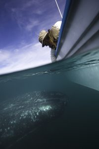 con un poco de suerte, las ballenas se acercan a “saludar” a los turistas. Foto Cortesía de la Secretaría  de Turismo de Baja California Sur.jpg