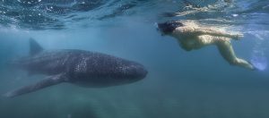 Nadar con tiburones ballena en la Bahía de La Paz es una experiencia inolvidable. Foto Cortesía de la Secretaría de Turismo de Baja California Sur