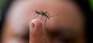 El virus del Zika se propaga principalmente a través de las picaduras de mosquitos infectados pero puede transmitirse sexualmente y también desde la madre al niño en gestación. Foto: Archivo