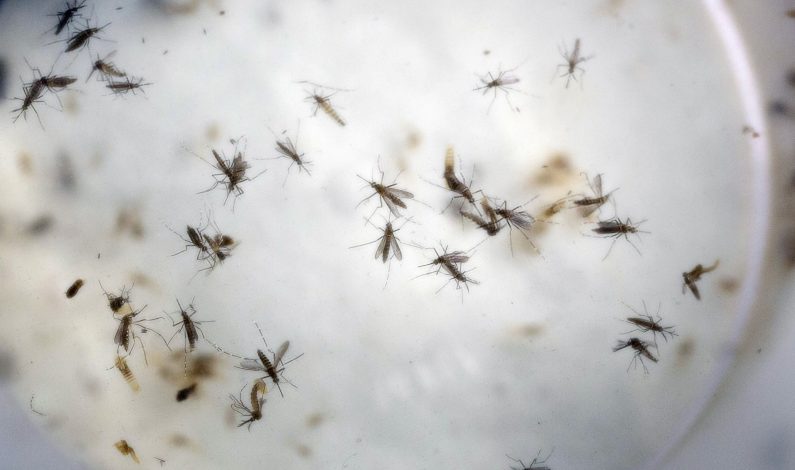 Confirman caso de virus Zika en Arizona