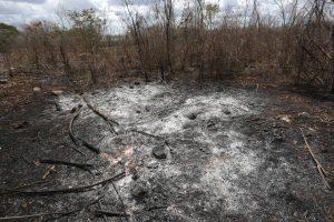 las conflagraciones forestales propician cambios en la vegetación, disminuyen la calidad de los servicios ambientales y contribuyen al calentamiento global.