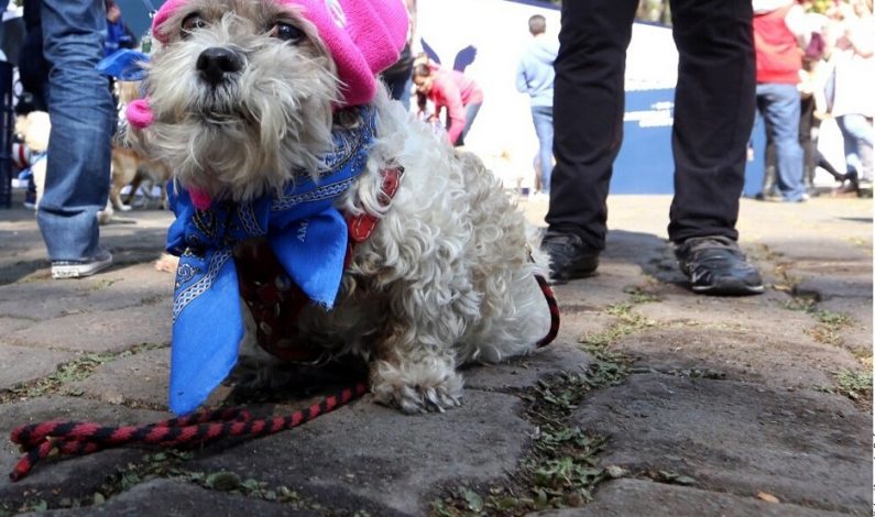 Nuevo parque para perros abrirá en Phoenix