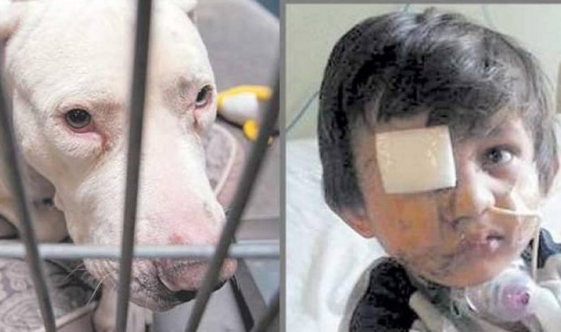 Abandona cárcel de Maricopa perro que desfiguró rostro de niño