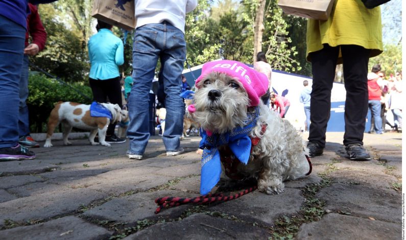 ¡Celebra a tu mascota en el Día Nacional del Perro!