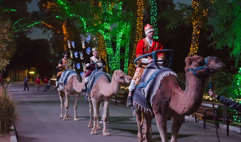 Phoenix Zoo celebra llegada de los Tres Reyes Magos