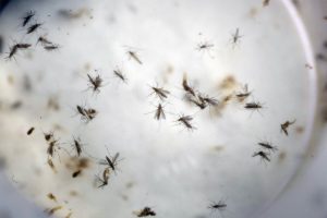 El zika es un tipo de flavivirus que se transmite principalmente por la picadura de un mosquito Aedes aegypti infectado.