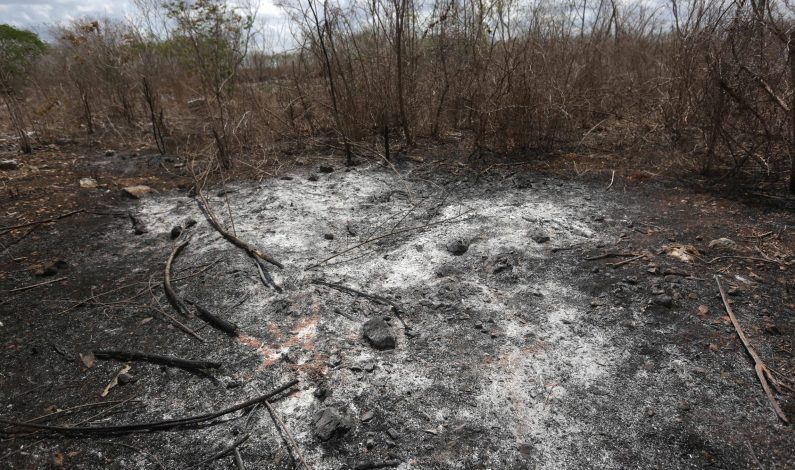 Afectadas 219 mil hectáreas por incendios forestales en tres años